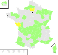 Chryseis crocea Lindl. - carte de répartition