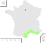 Statice densiflora Girard - carte de répartition