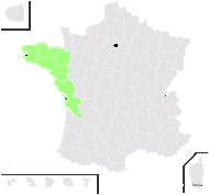 Statice ovalifolia Poir. - carte de répartition