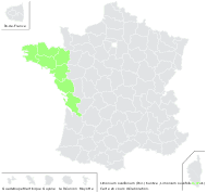 Limonium ovalifolium (Poir.) Kuntze - carte de répartition