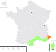 Taxanthema virgata (Willd.) Sweet - carte de répartition