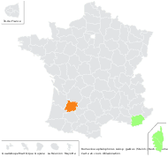 Rumex bucephalophorus subsp. gallicus (Steinh.) Rech.f. - carte de répartition