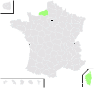 Rumex rugosus Campd. - carte de répartition