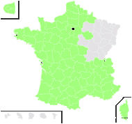 Brachypodium rupestre (Host) Roem. & Schult. subsp. rupestre - carte de répartition