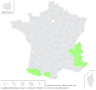 Primula rubra J.F.Gmel. - carte de répartition