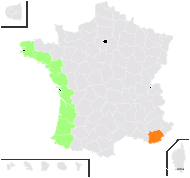 Artemisia campestris subsp. maritima (DC.) Arcang. - carte de répartition