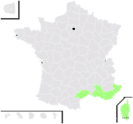 Ziziphus zizyphus (L.) H.Karst - carte de répartition