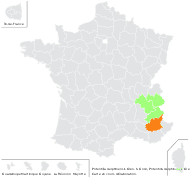Potentilla delphinensis Gren. & Godr. - carte de répartition