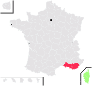 Bellium bellidioides L. - carte de répartition