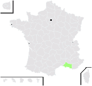 Citrus aurantium L. - carte de répartition