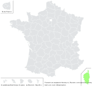 Thesium corsalpinum Hendrych - carte de répartition