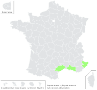 Physalis viscosa L. - carte de répartition