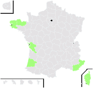 Solanum laciniatum Aiton - carte de répartition