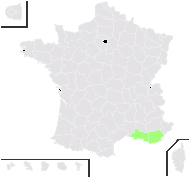 Verbena radicans Moench - carte de répartition