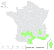 Vitex agnus-castus L. - carte de répartition