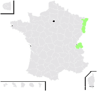 Viola canina subsp. schultzii (Billot) Döll - carte de répartition