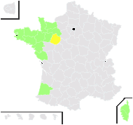 Juncus foliosus Desf. - carte de répartition