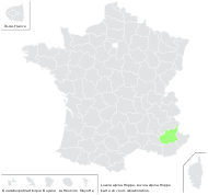 Luzula alpina Hoppe - carte de répartition