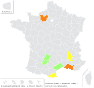 Centaurea pullata L. - carte de répartition