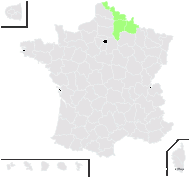 Gagea belgica (Lej.) Dumort. - carte de répartition