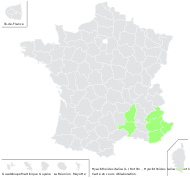 Hyacinthoides italica (L.) Rothm. - carte de répartition