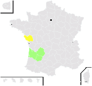 Muscari motelayi Foucaud - carte de répartition