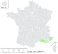 Tulipa lortetii Jord. - carte de répartition