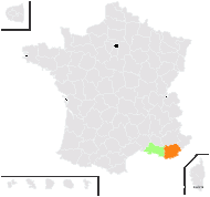 Narduroides salzmannii (Boiss.) Rouy - carte de répartition