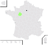 Andropogon ×drummondii Nees ex Steud. - carte de répartition