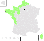 Vulpia ciliata subsp. ambigua (Le Gall) Stace & Auquier - carte de répartition