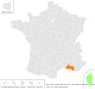 Ammoides pusilla (Brot.) Breistr. - carte de répartition