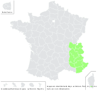 Dryopteris villarii (Bellardi) Woyn. ex Schinz & Thell. - carte de répartition