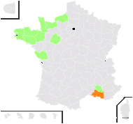 Helichrysum steudelii Sch.Bip. ex A.Rich. - carte de répartition