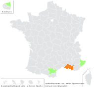 Achillea filipendulina Lam. - carte de répartition