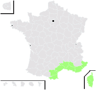 Ajuga iva (L.) Schreb. - carte de répartition