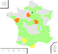 Chrysocoma nuperum Gray - carte de répartition