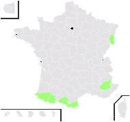 Hieracium decipiens Monnier ex Froel. - carte de répartition