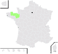 Cardamine ×zahlbruckneriana O.E.Schulz - carte de répartition