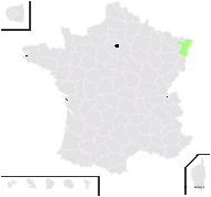 Hieracium germanicum Nägeli & Peter - carte de répartition