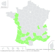 Centaurea aspera L. subsp. aspera - carte de répartition