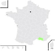 Centaurea ×peregrina H.J.Coste & Sennen - carte de répartition