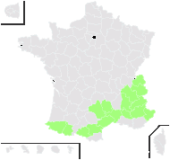 Hieracium lawsonii Vill. - carte de répartition