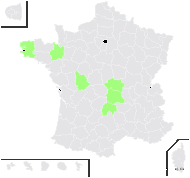 Cnicus ×forsteri Sm. - carte de répartition