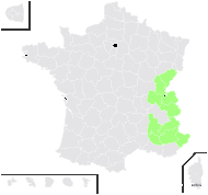 Hieracium scorzonerifolium Vill. - carte de répartition