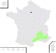 Hieracium stelligerum Froel. - carte de répartition