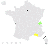 Conyza ×mixta Foucaud & Neyraut - carte de répartition