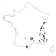 Leucanthemum vulgare subsp. montanum Briq. & Cav. - carte des observations