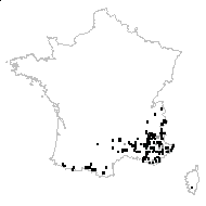 Rhodax penicillatus (Dunal) Fourr. - carte des observations
