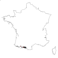 Leucanthemum vulgare subsp. maximum (Ramond) Bonnier - carte des observations