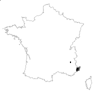Chrysocoma denticulata Jacq. - carte des observations
